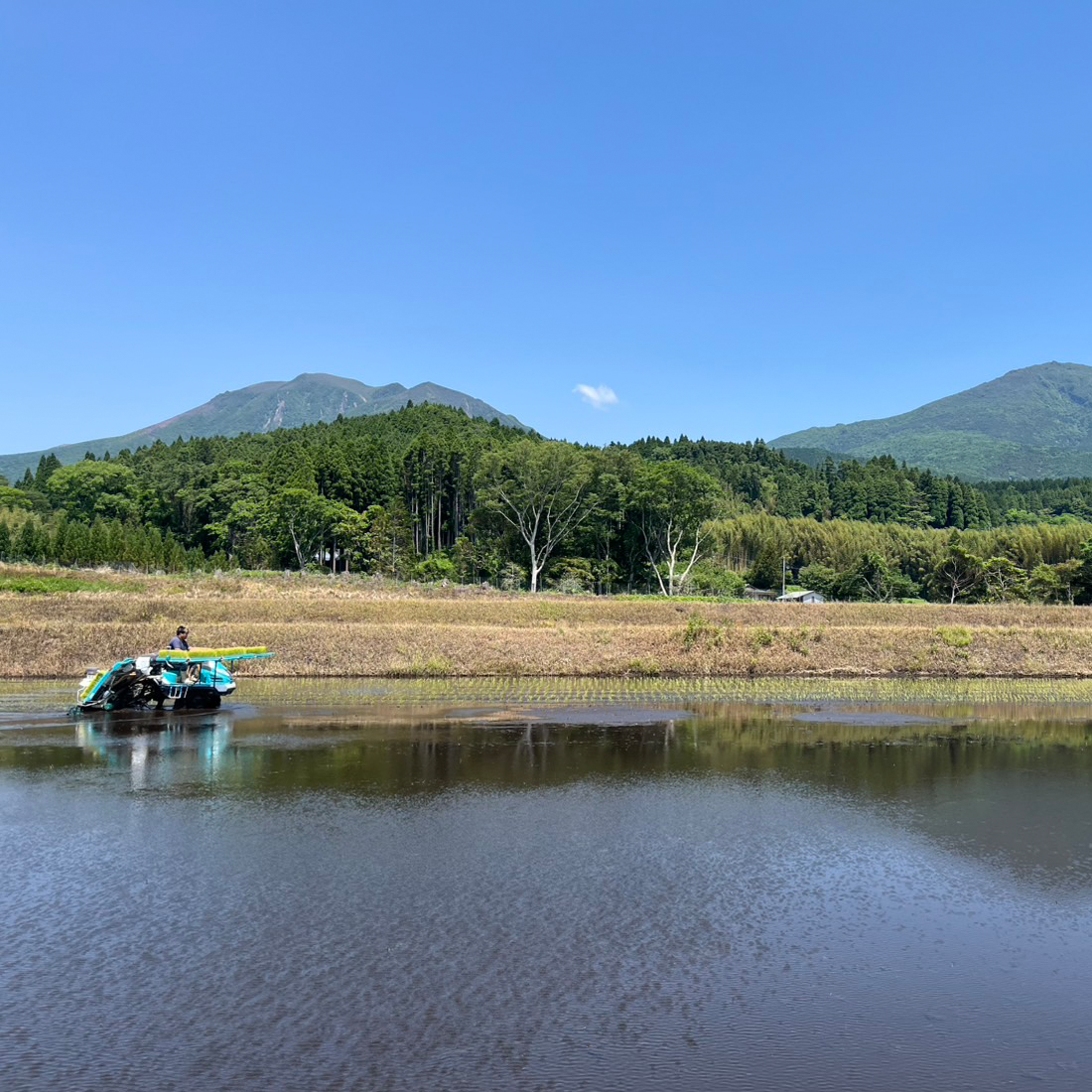 くじゅう山をバックに苗の植え付け