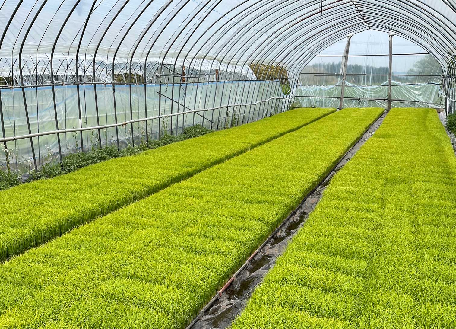 発芽した米の苗