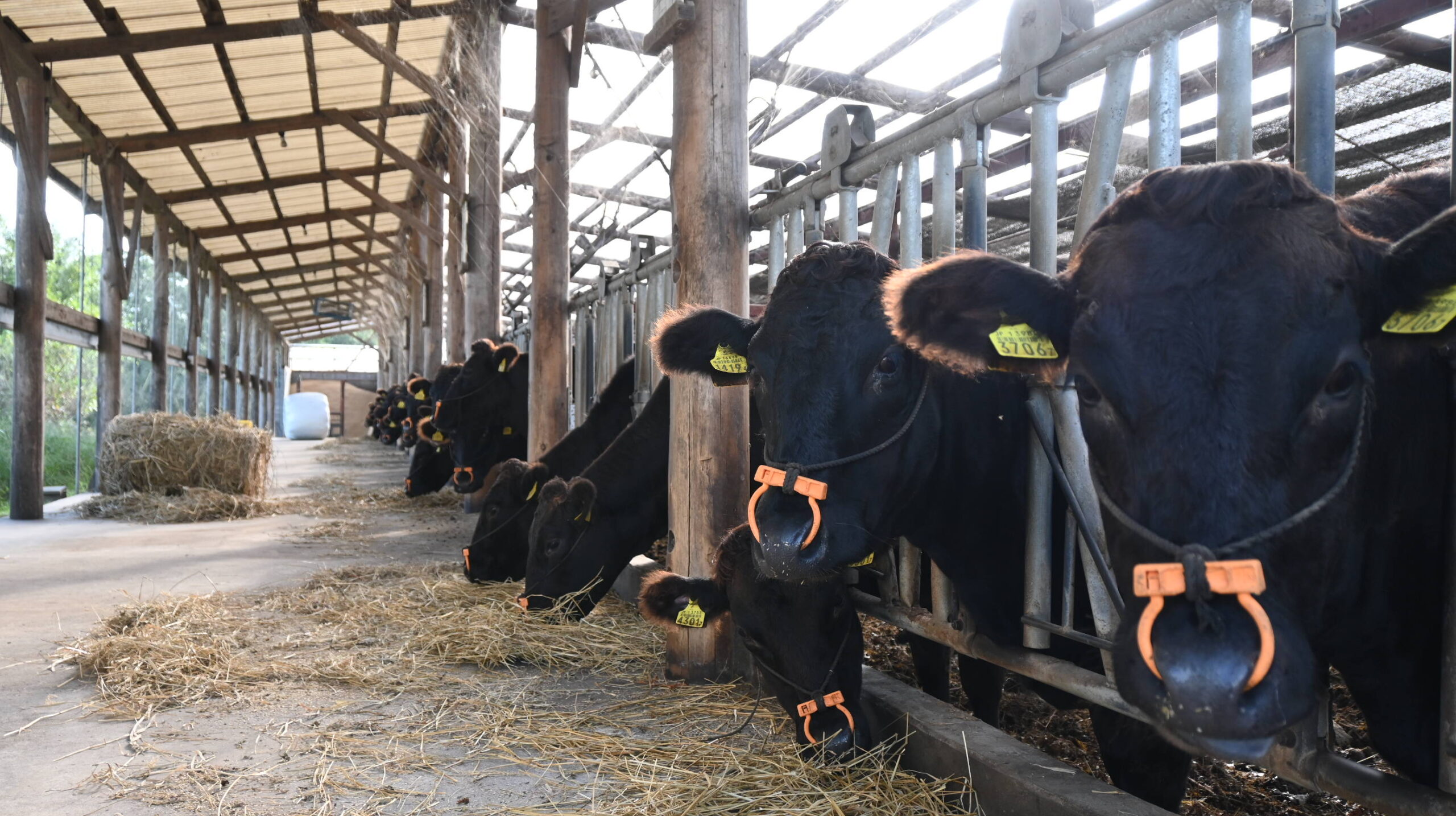 畜産（豊後牛繁殖）との循環