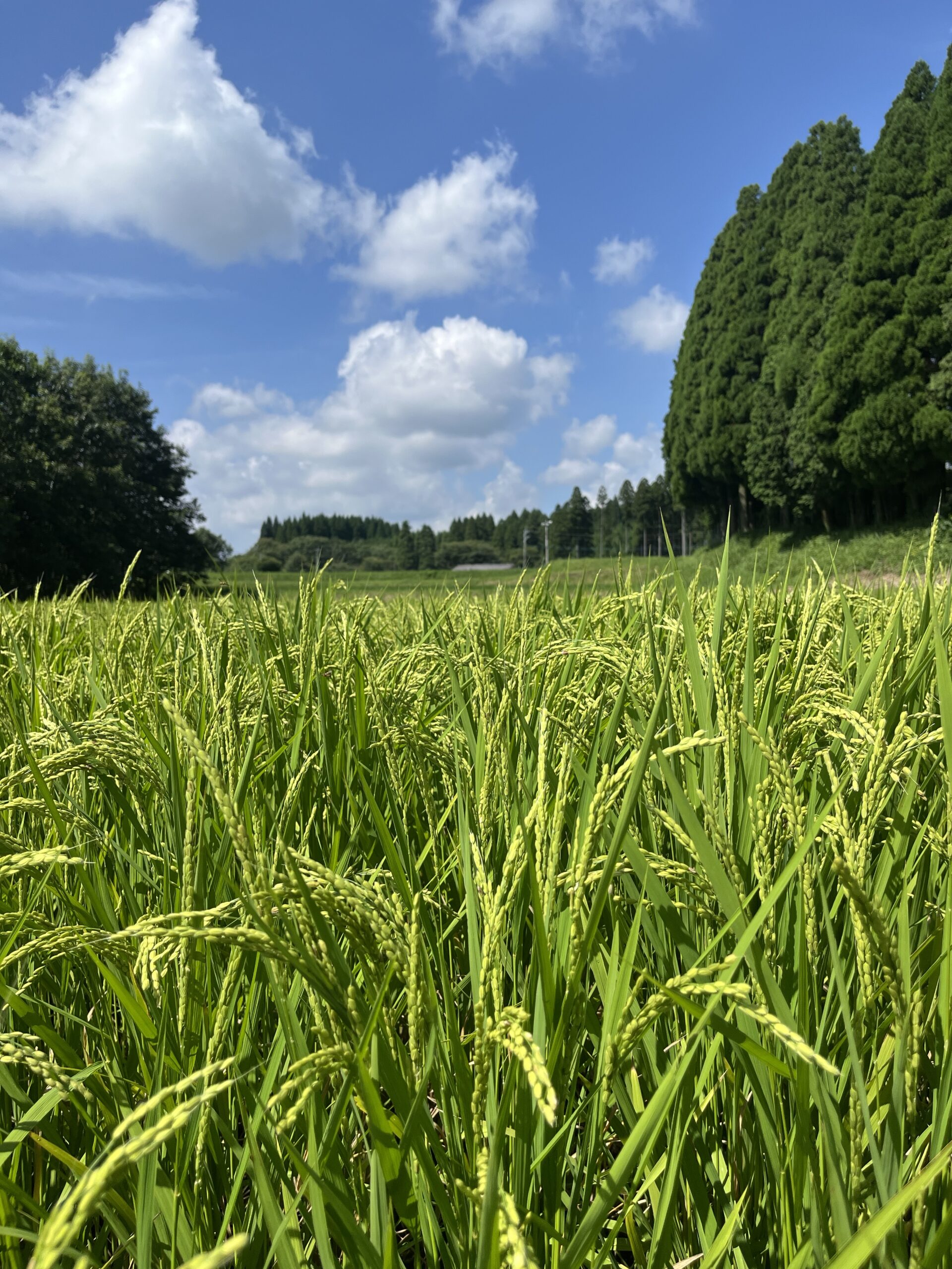 夏の収穫前の様子