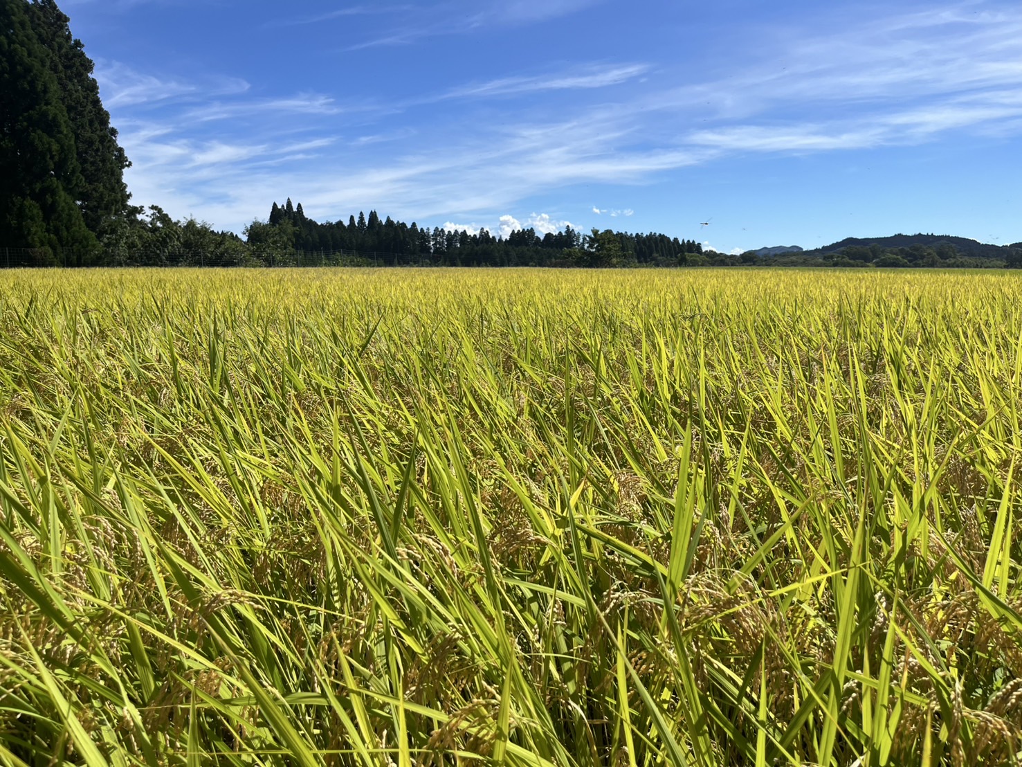 黄金色に輝く稲穂