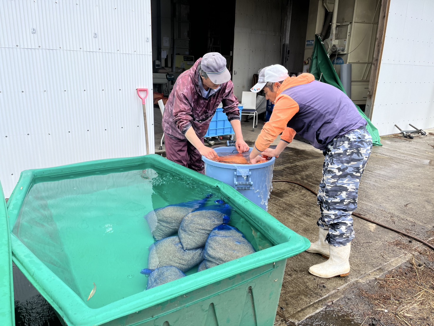 種籾は消毒薬を使用せず温湯消毒